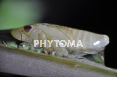 Philaenus spumarius